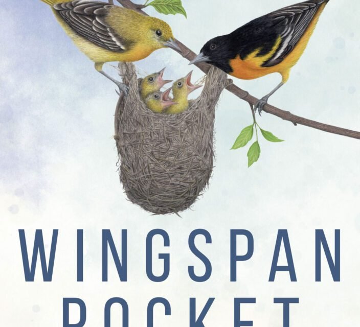 recensione di wingspan pocket